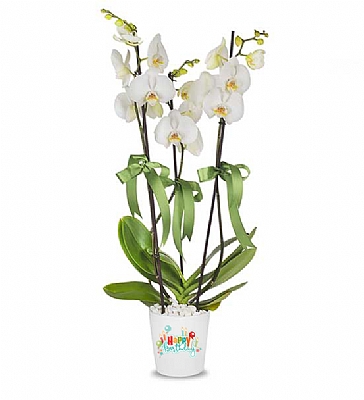Kiiye zel Happy Birthday Orkide Beyaz